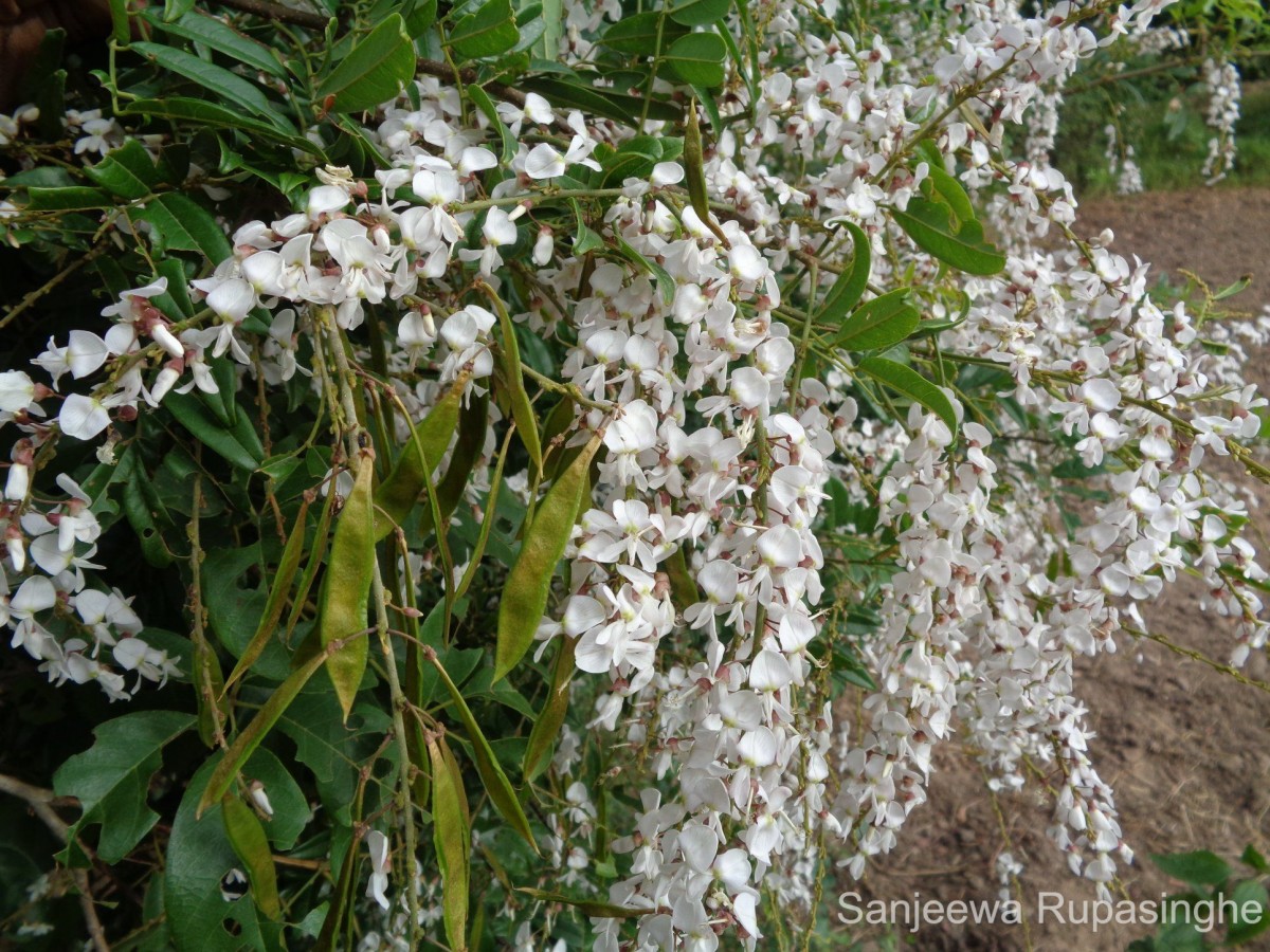 Brachypterum scandens (Roxb.) Miq.